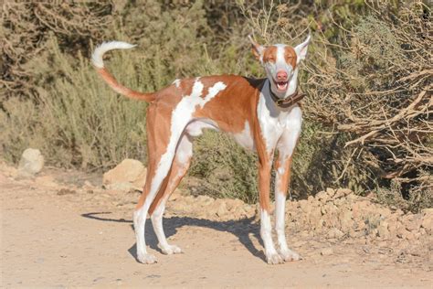 podencos podenco Kleinanzeigen kaufen & verkaufen bei。